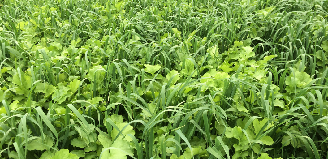 Download the Soil First® Cover Crop Guide