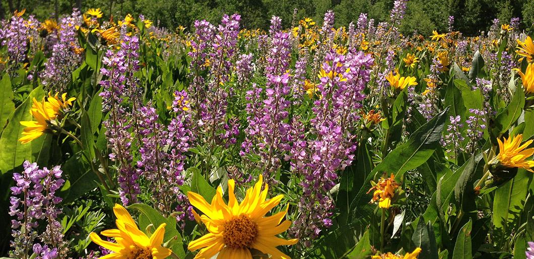Natives First® Wildflowers & Grasses