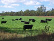 Managing Small Grains for Forage